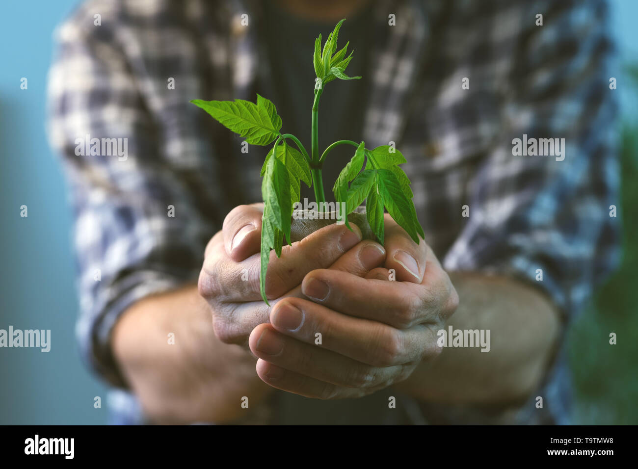 L'examen de l'agriculteur plante poussant en pot de tourbe, Close up of male gardener holding green sprout et contenant du sol Banque D'Images