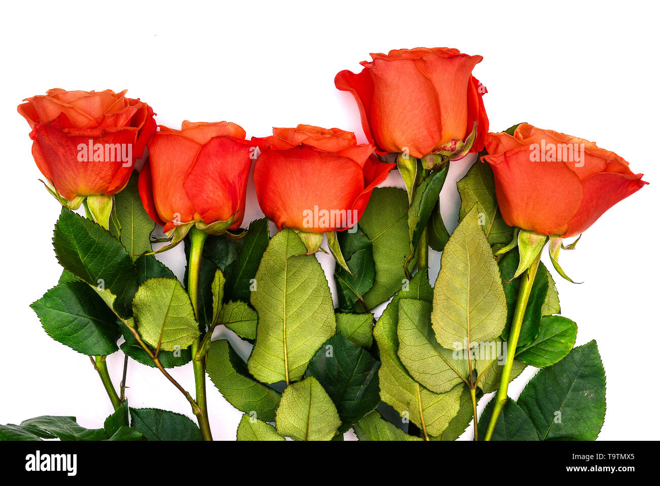 Roses rouges et des tiges vertes avec des feuilles sur un fond blanc. Fleurs de près. Carte de vœux romantique ou invitation. Vue de dessus. Un bouquet de Banque D'Images