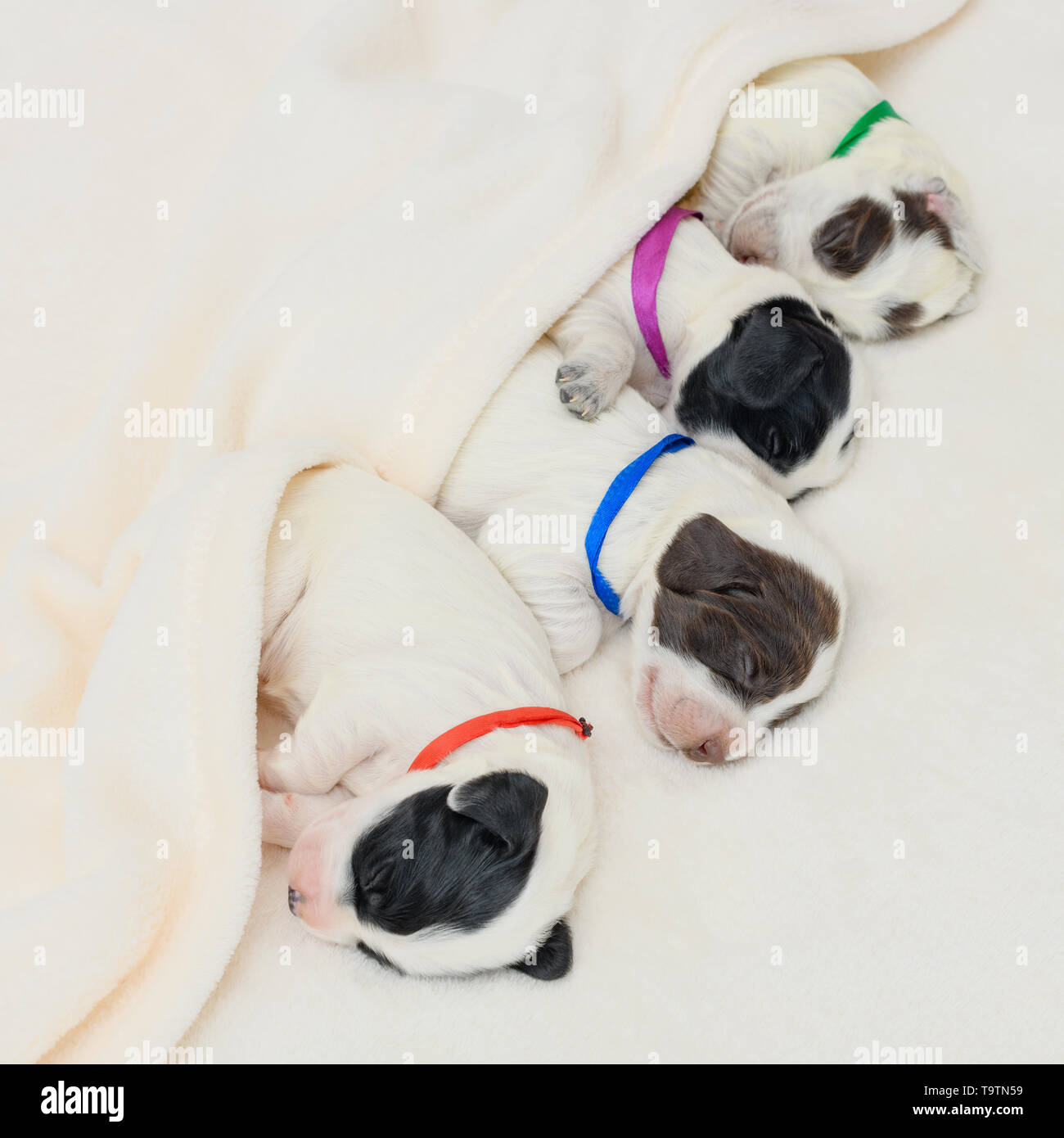 Quatre petits chiots d'une race d'Épagneul Breton avec les rubans attachés à l'étranglement dorment dans la douce couverture en intérieur. Banque D'Images