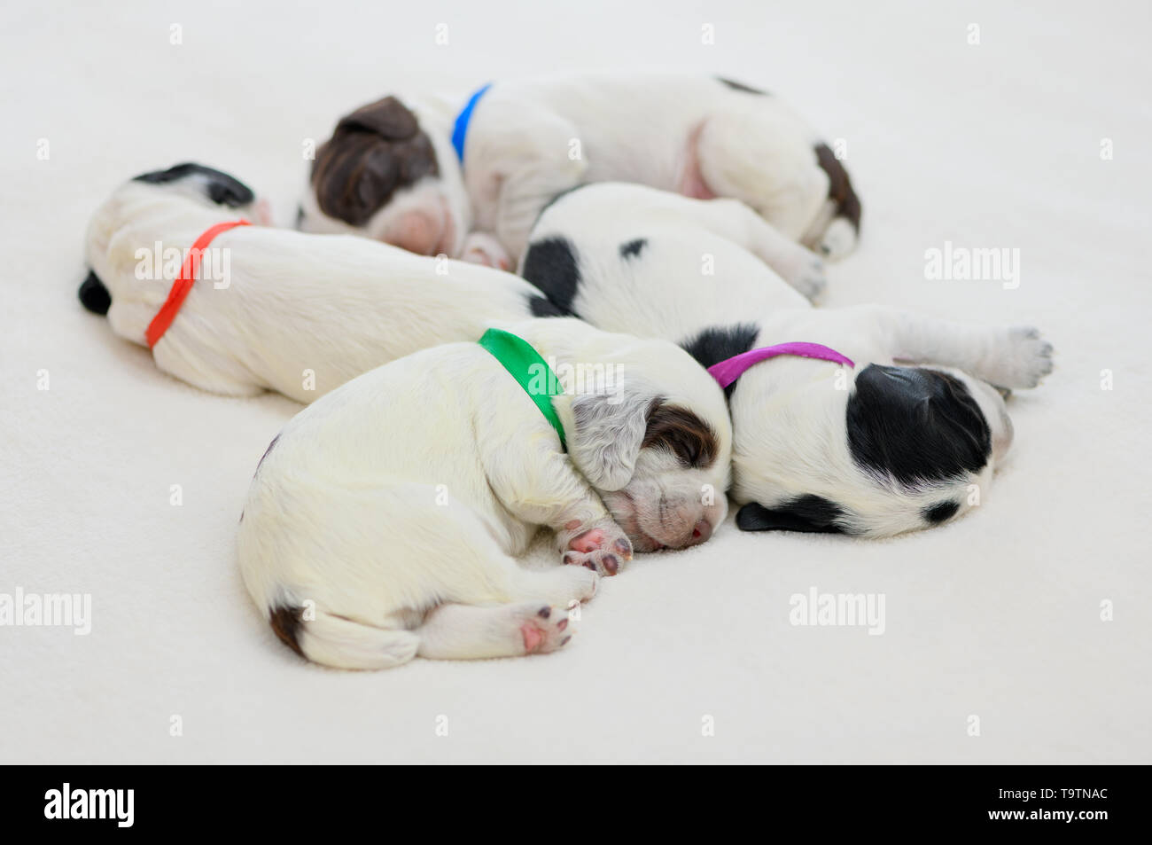 Quatre petits chiots race tachetée d'un spaniel dorment sur la couverture de piscine. Banque D'Images