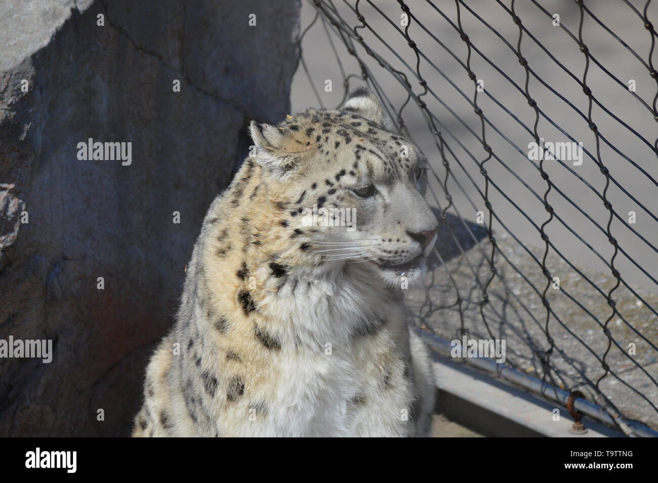 Snow Leopard dans le plein air Banque D'Images