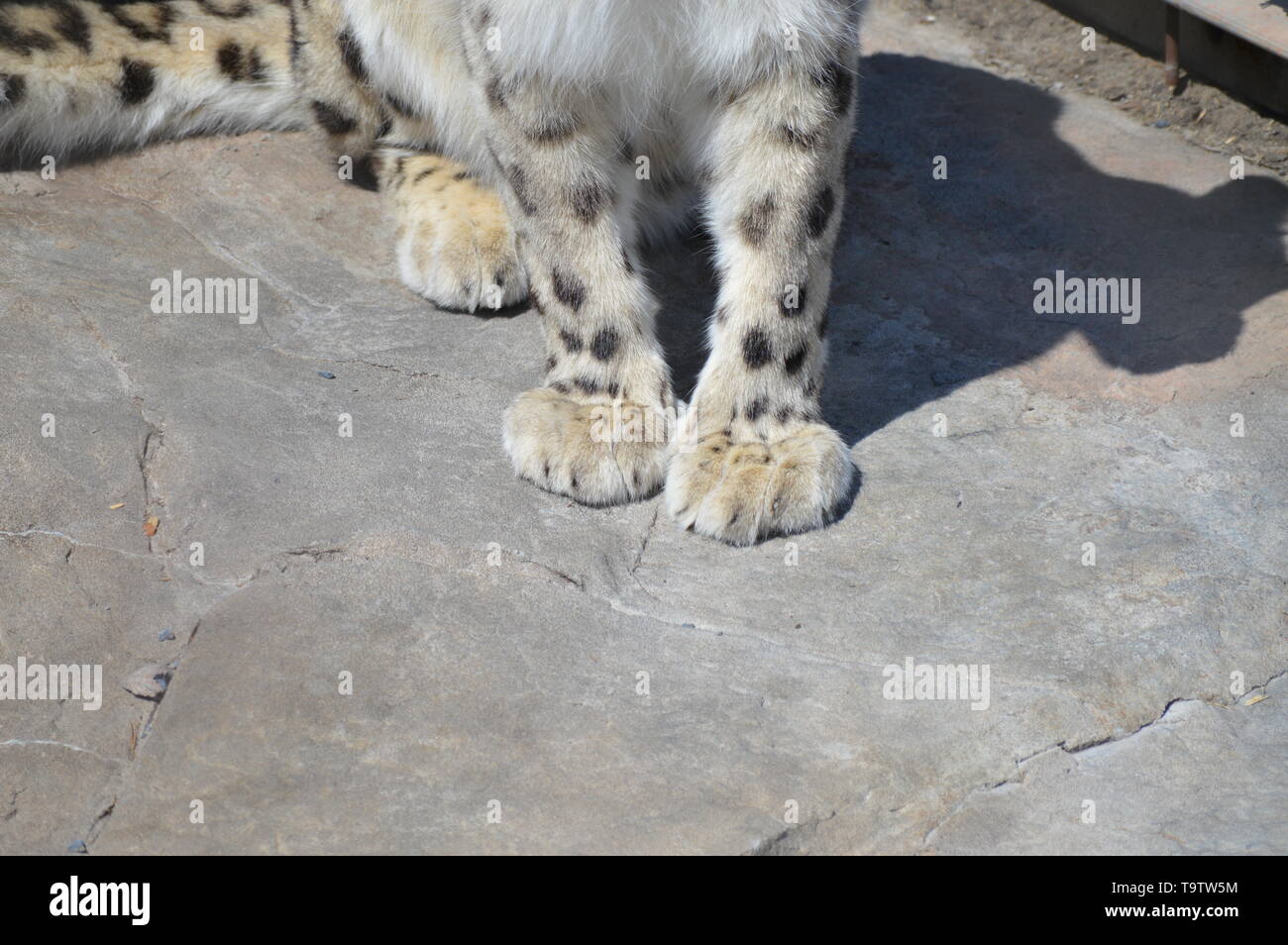 Snow Leopard dans le plein air Banque D'Images