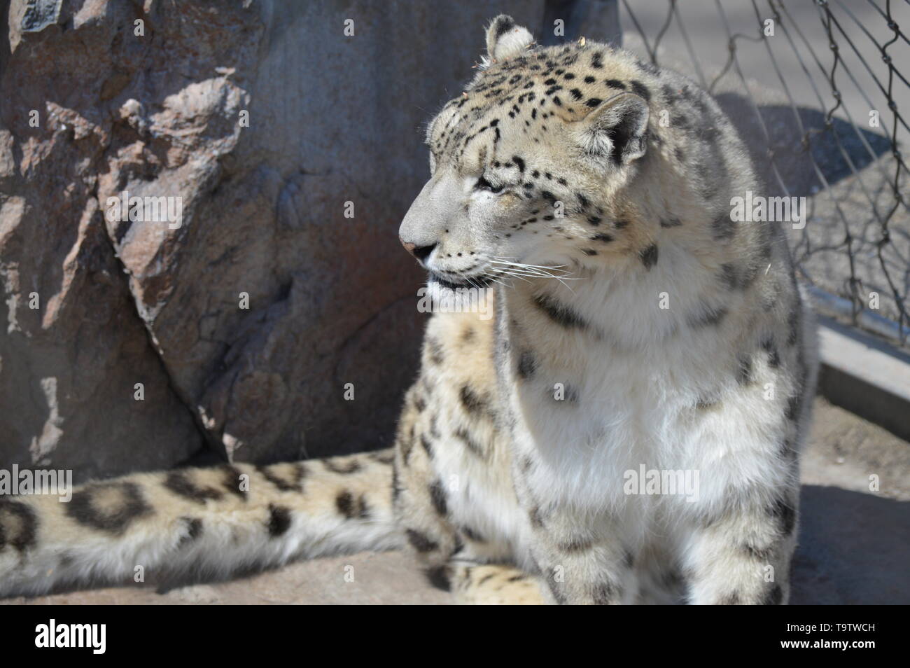 Snow Leopard dans le plein air Banque D'Images