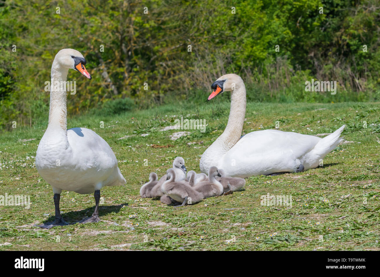 Cygnets Blanc Cygne Tubercule Cygnus Olor Assis A Terre Avec Les Adultes Au Printemps Dans Le West Sussex Angleterre Royaume Uni Cygnets Jeune Bebe Nouveau Ne Photo Stock Alamy