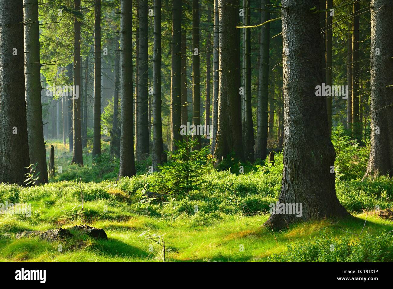 Proche de la nature intacte de la forêt d'épinettes sous soleil matinal, Parc National de Harz, Basse-Saxe, Allemagne Banque D'Images
