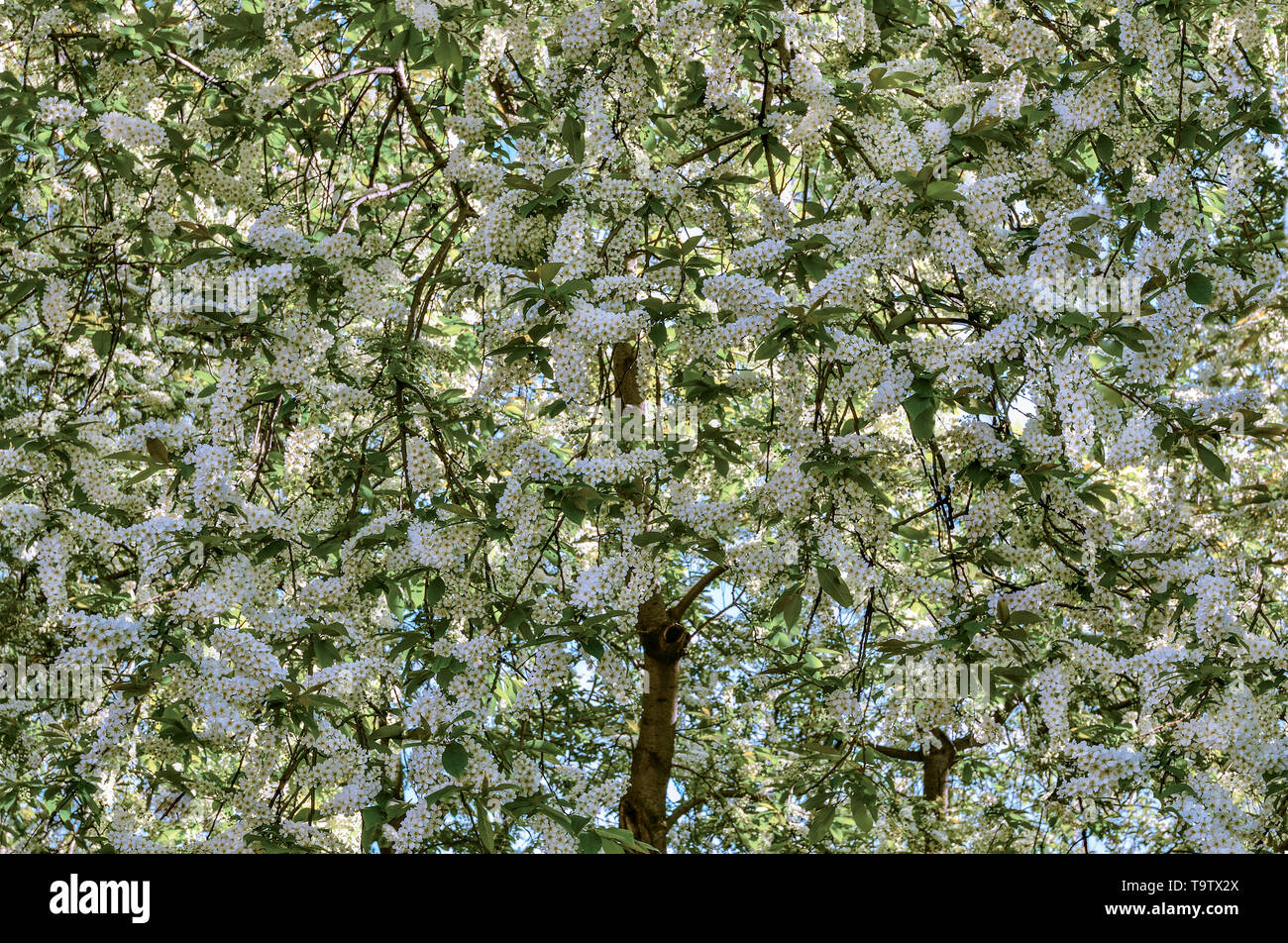 Les inflorescences blanches parfumées délicates fleurs de cerisier des oiseaux (Prunus padus) floral background - Beauté de printemps nature Banque D'Images