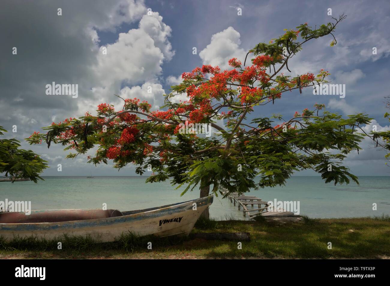 Bateau à arbre flamboyant (Delonix regia) sous un ciel nuageux, la baie de Chetumal, mer des Caraïbes, district de Corozal, Belize Banque D'Images