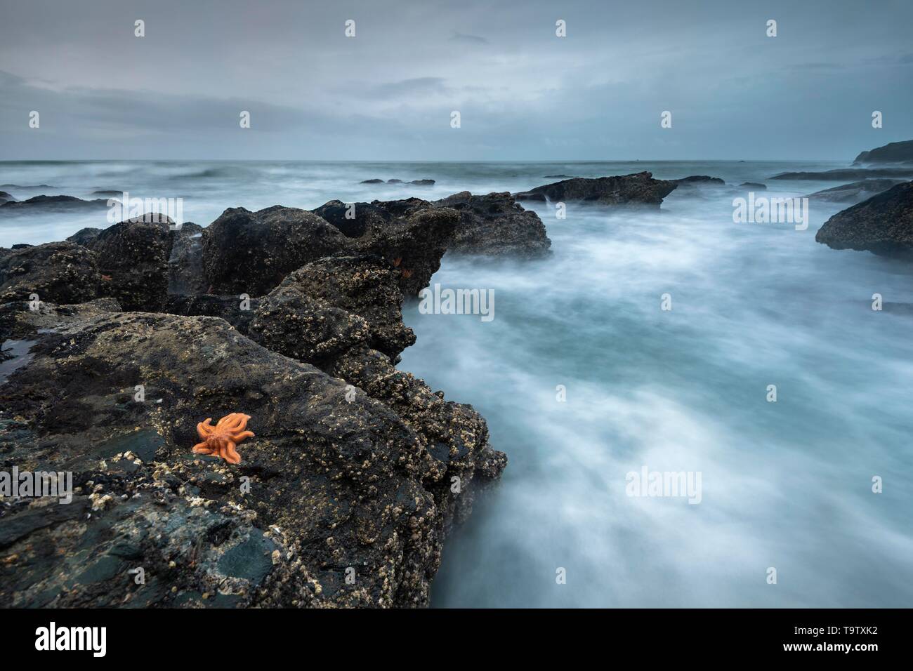 Reef starfish (Stichaster australis) sur côte rocheuse, rochers dans la mer, Greymouth, région de la côte ouest, île du Sud, Nouvelle-Zélande Banque D'Images