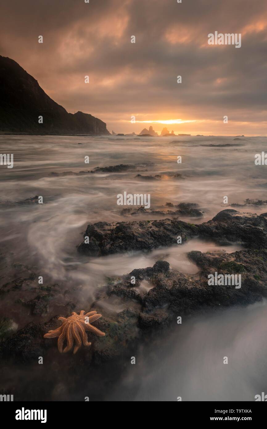 Reef starfish (Stichaster australis) sur la côte rocheuse spectaculaire, atmosphère lumineuse, rochers dans la mer, Greymouth, région Côte ouest, île du Sud, nouvelle Banque D'Images