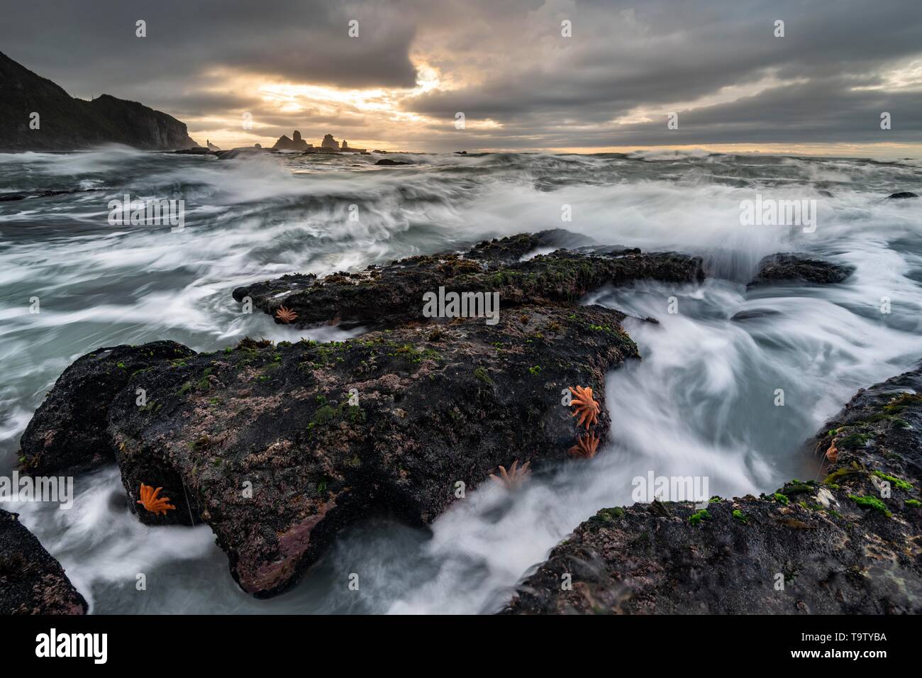 Des étoiles de mer de Corail (Stichaster australis) sur la côte rocheuse, des rochers en mer agitée, Greymouth, région Côte ouest, île du Sud, Nouvelle-Zélande Banque D'Images