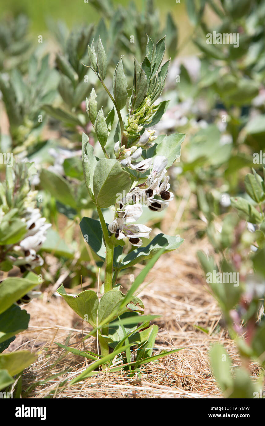 La floraison des fèves - Vicia faba - sur une journée ensoleillée au printemps. Banque D'Images