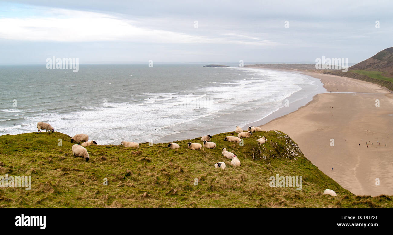 Des moutons paissant sur la falaise au-dessus de la plage de Rhossili sur la péninsule de Gower. Les vagues se cassent sur la rive à la distance. AONB. Pays de Galles, Royaume-Uni. Banque D'Images