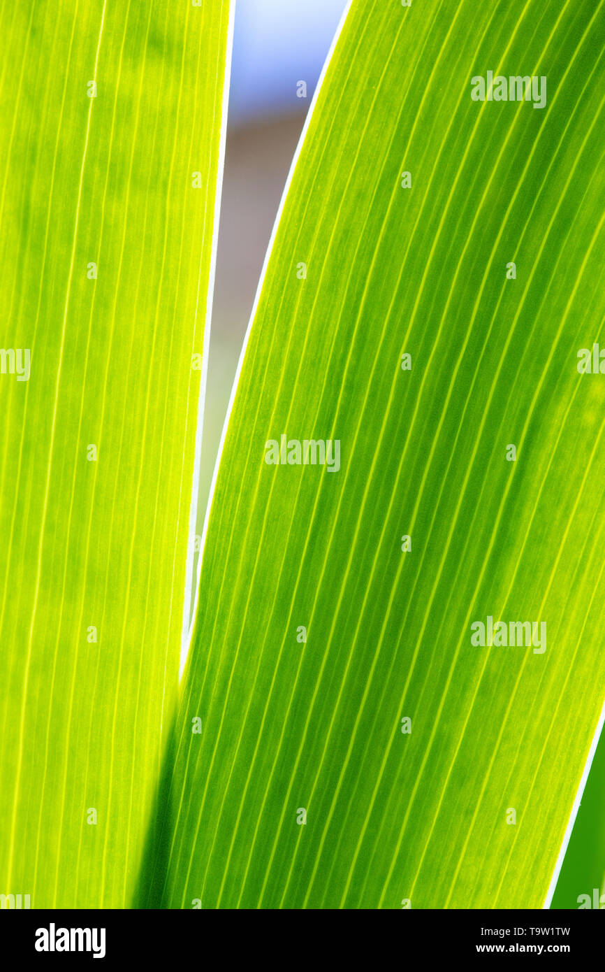 Abstract close-up du feuillage d'un iris vert rétroéclairé usine par le soleil montrant les veines dans les feuilles. Banque D'Images