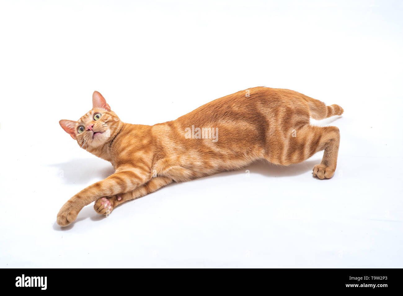 Red ginger cat posing on white background Banque D'Images