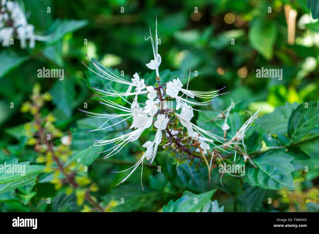 Les moustaches du chat Orthosiphon aristatus (fleurs blanches) - Florida, USA Banque D'Images