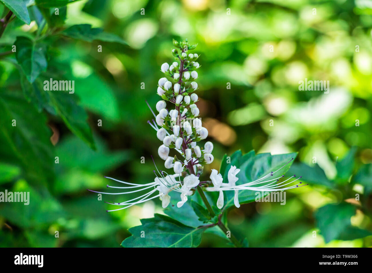 Les moustaches du chat Orthosiphon aristatus (blanc) Fleurs et bourgeons - Floride, États-Unis Banque D'Images