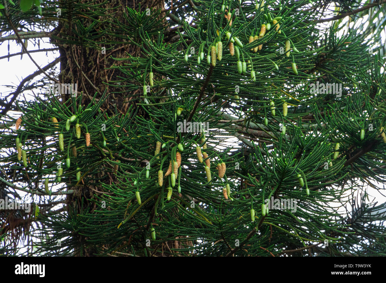 Île Norfolk Araucaria heterophylla (pin) cônes de pollen mâle - Davie, Floride, USA Banque D'Images