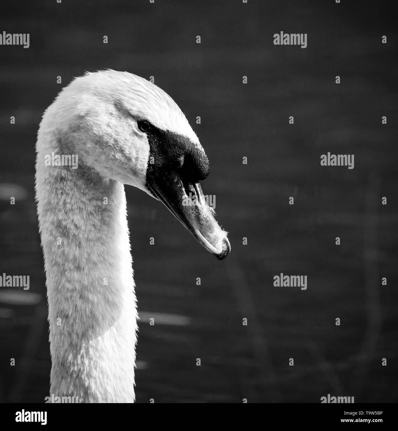 Swan élégant la baignade dans un lac alpin naturel dans les Alpes autrichiennes, Close up head Banque D'Images