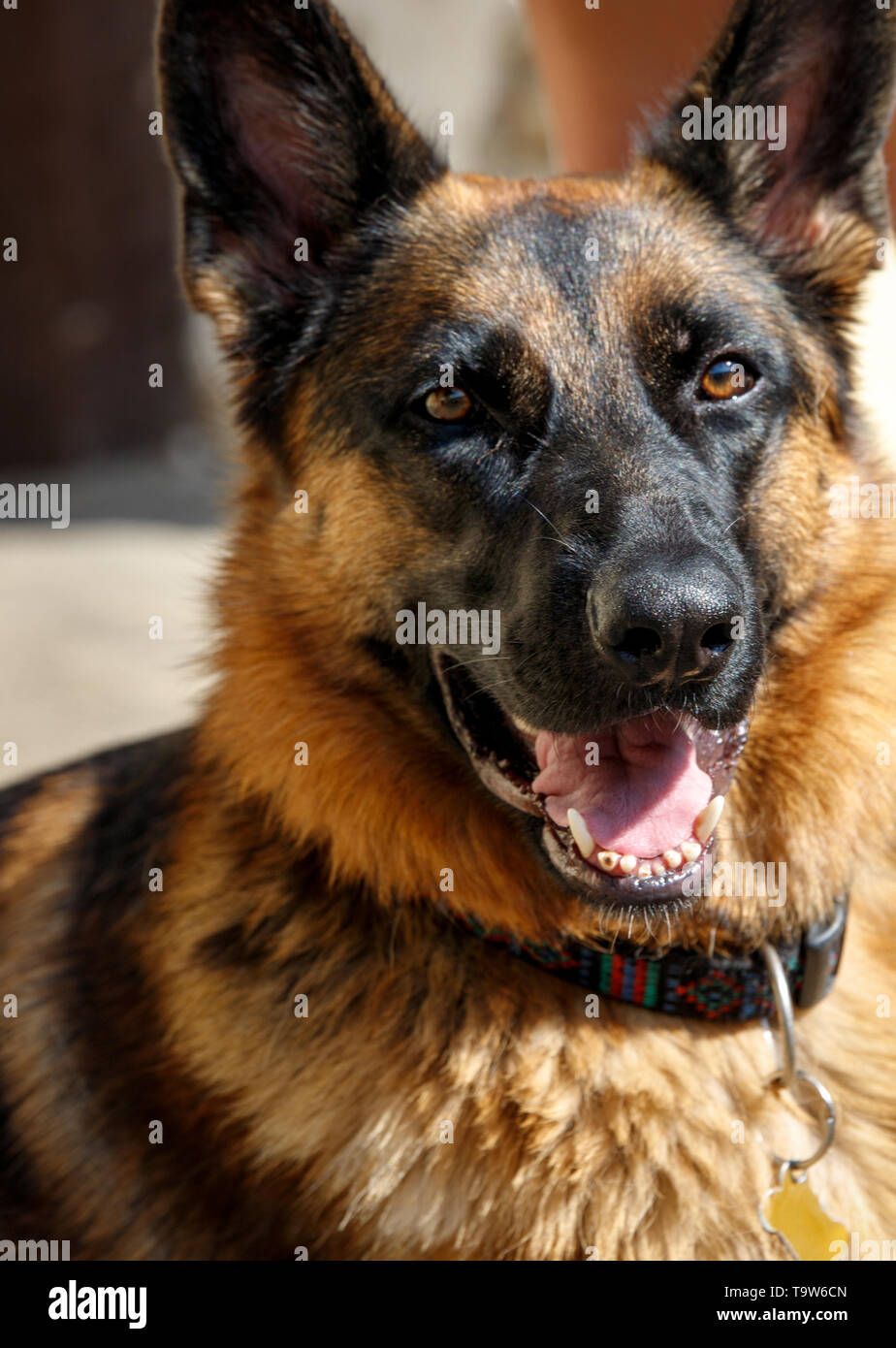 Membre de la famille chien fidèle à la fierté de son pack et répandre le bonheur Banque D'Images