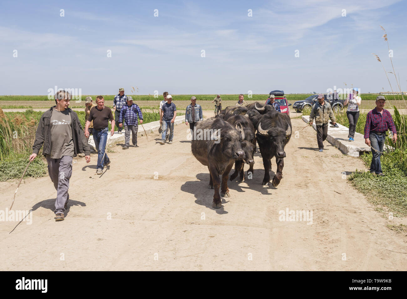 Ermakov Island, Vilkovsky Distri, Ukraine, Europe de l'Est. 20 mai, 2019. Le troupeau de buffles d'eau 7 a été libéré le Ermakov Île dans le delta du Danube de l'Ukraine. Les animaux ont été amenés de Transcarpatie par Rewilding 'Ukraine'' pour aider à préserver l'île mosaïque de paysages et une biodiversité riche. Crédit : Andrey Nekrasov/ZUMA/Alamy Fil Live News Banque D'Images