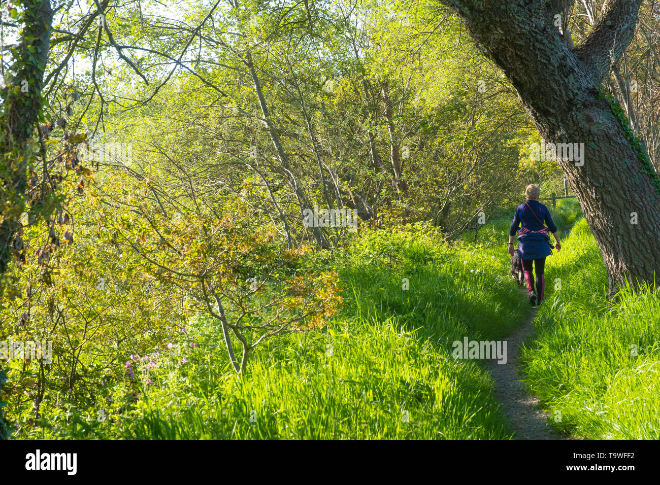 Aberystwyth au Pays de Galles, Royaume-Uni mardi 21 mai 2019 UK Weather : une femme à marcher avec son chien le long des berges de la rivière sur un Rheidol matin ensoleillée, au début d'une autre journée de printemps chaud soleil à Aberystwyth au Pays de Galles. La météo est très bien pour les jours à venir , avec des périodes de chaleur du soleil, avec des températures qui atteignent le faible entre 20 degrés Celsius dans certaines régions du sud Moyen-Orient Crédit photo : Keith Morris / Alamy Live News Banque D'Images