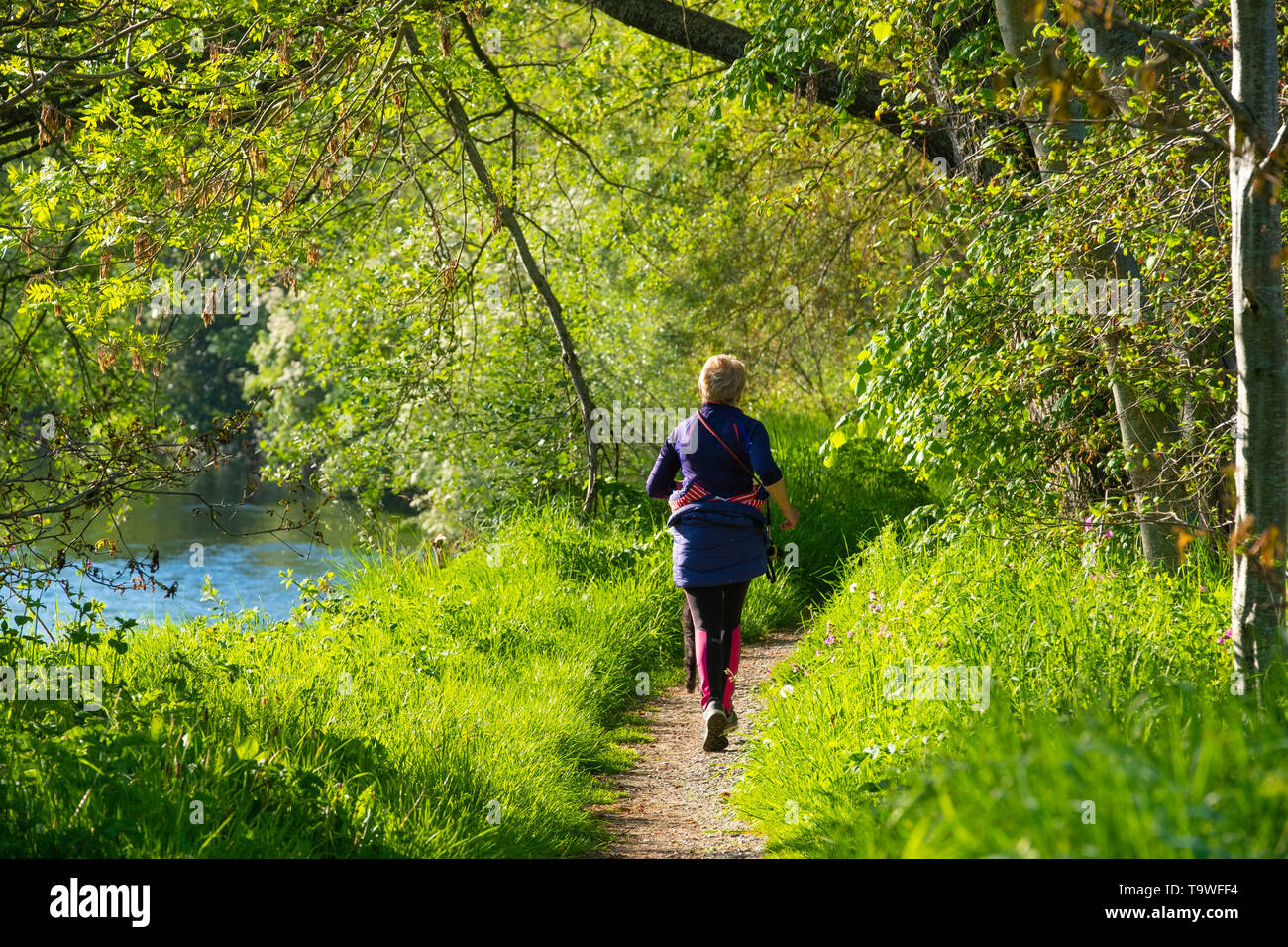 Aberystwyth au Pays de Galles, Royaume-Uni mardi 21 mai 2019 UK Weather : une femme jogging avec son chien, le long des rives de la rivière de Rheidol un lumineux matin ensoleillé, au début d'une autre journée de printemps chaud soleil à Aberystwyth au Pays de Galles. La météo est très bien pour les jours à venir , avec des périodes de chaleur du soleil, avec des températures qui atteignent le faible entre 20 degrés Celsius dans certaines régions du sud Moyen-Orient Crédit photo : Keith Morris / Alamy Live News Banque D'Images