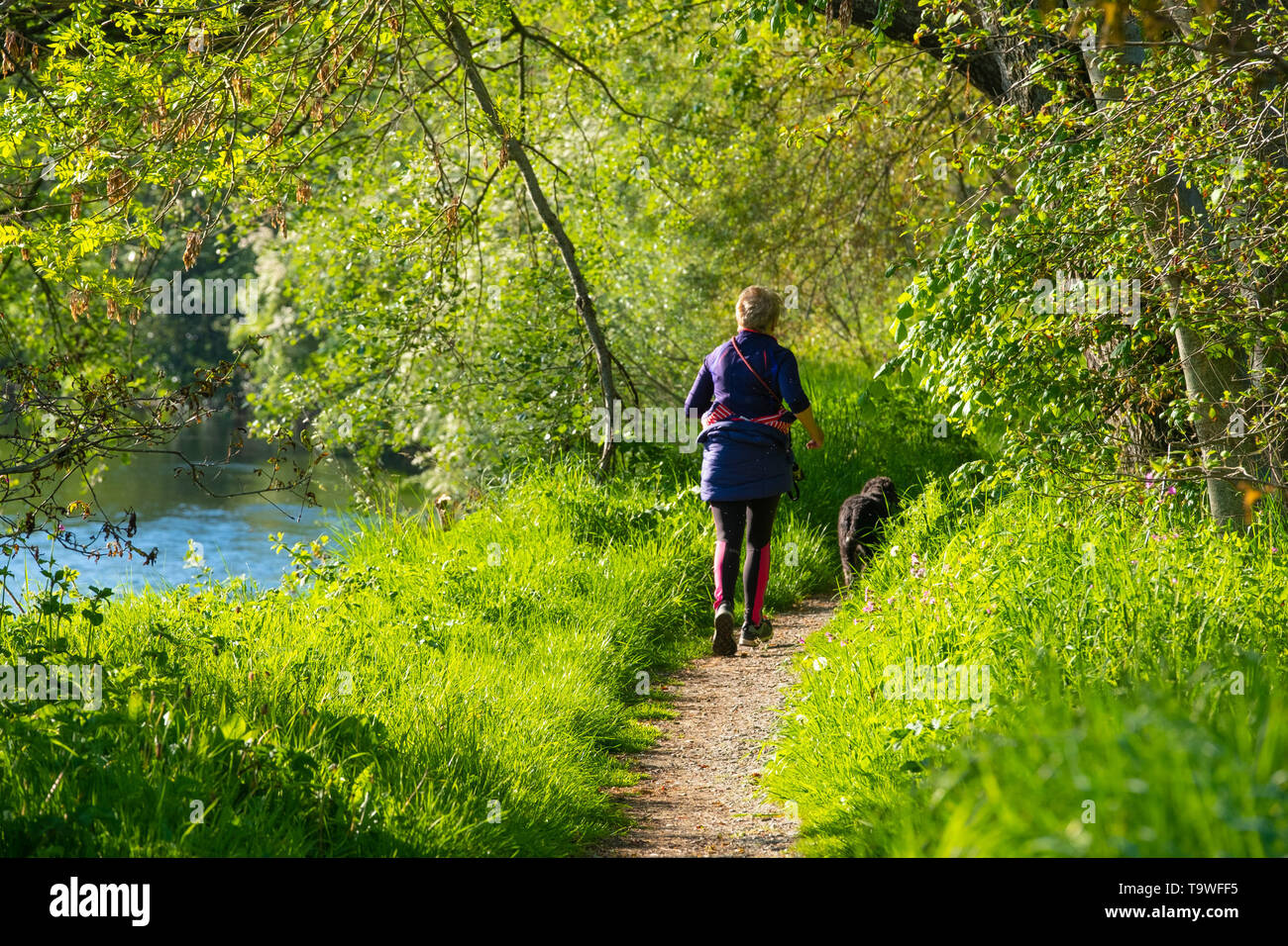 Aberystwyth au Pays de Galles, Royaume-Uni mardi 21 mai 2019 UK Weather : une femme jogging avec son chien, le long des rives de la rivière de Rheidol un lumineux matin ensoleillé, au début d'une autre journée de printemps chaud soleil à Aberystwyth au Pays de Galles. La météo est très bien pour les jours à venir , avec des périodes de chaleur du soleil, avec des températures qui atteignent le faible entre 20 degrés Celsius dans certaines régions du sud Moyen-Orient Crédit photo : Keith Morris / Alamy Live News Banque D'Images