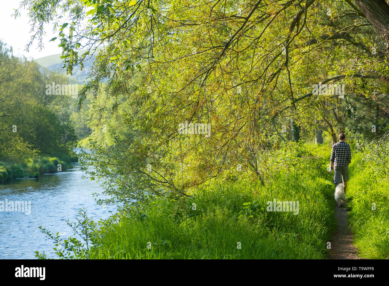 Aberystwyth au Pays de Galles, Royaume-Uni mardi 21 mai 2019 UK Weather : Un homme qui marche avec son chien le long des rives de la rivière de Rheidol un lumineux matin ensoleillé, au début d'une autre journée de printemps chaud soleil à Aberystwyth au Pays de Galles. La météo est très bien pour les jours à venir , avec des périodes de chaleur du soleil, avec des températures qui atteignent le faible entre 20 degrés Celsius dans certaines régions du sud Moyen-Orient Crédit photo : Keith Morris / Alamy Live News Banque D'Images
