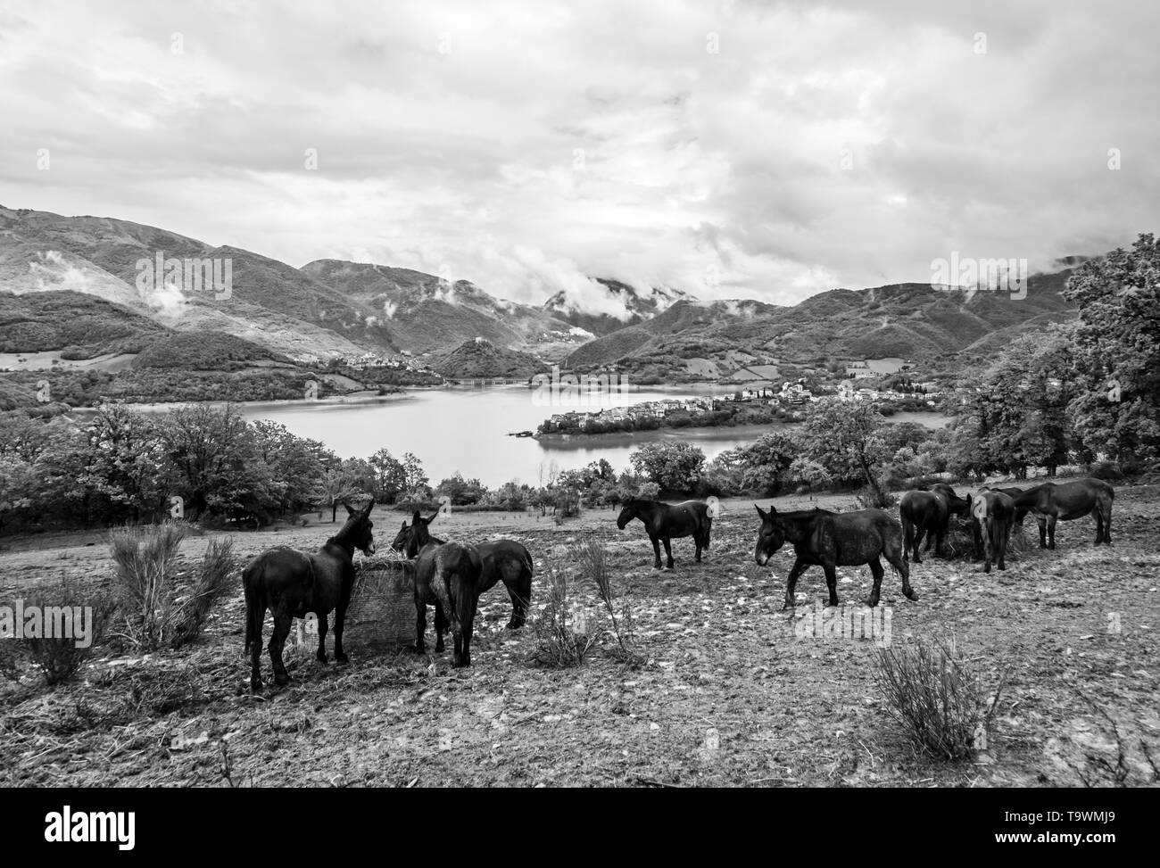 Lac Turano (Rieti, Italie) et de la ville de Castel di Tora - paysage avec chevaux au pâturage Banque D'Images