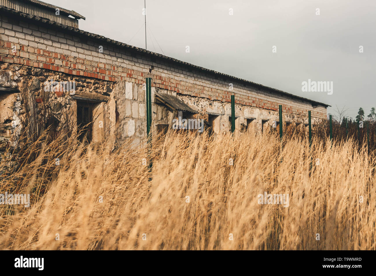 Ancienne ferme de bovins, abandonnés de mansion fois dans Kaleši, Lettonie, entouré par de l'herbe. Banque D'Images