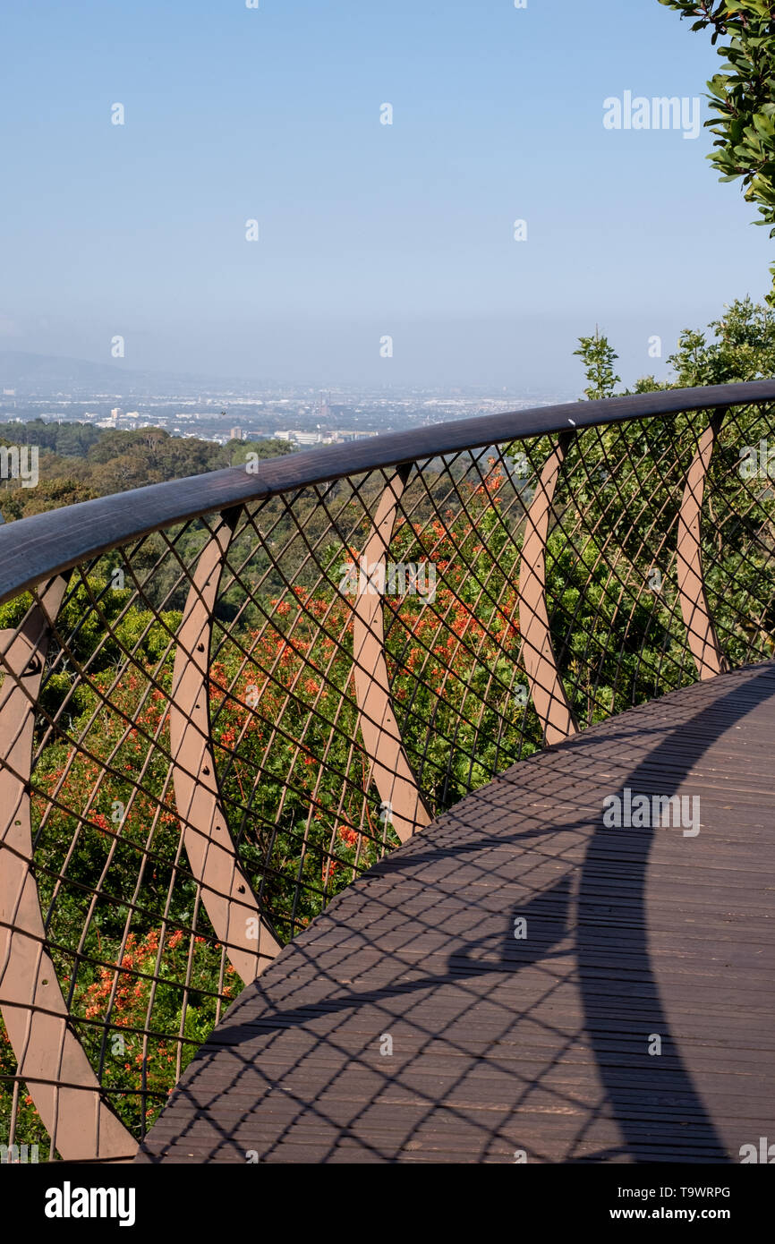 Arbre élevé Canopy Walkway Newlands, Cape Town, Afrique du Sud. Banque D'Images