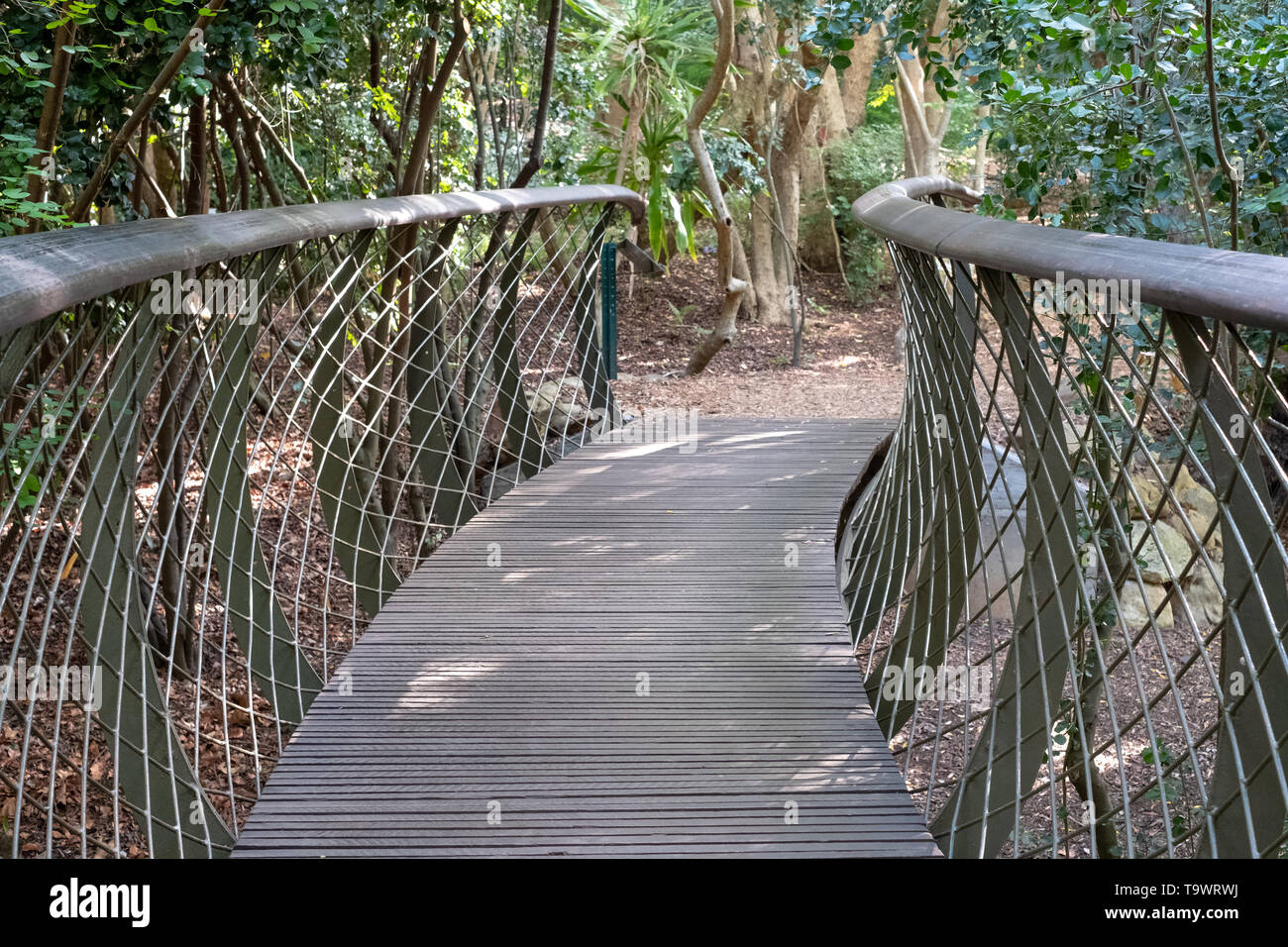 Arbre élevé Canopy Walkway Newlands, Cape Town, Afrique du Sud. Banque D'Images