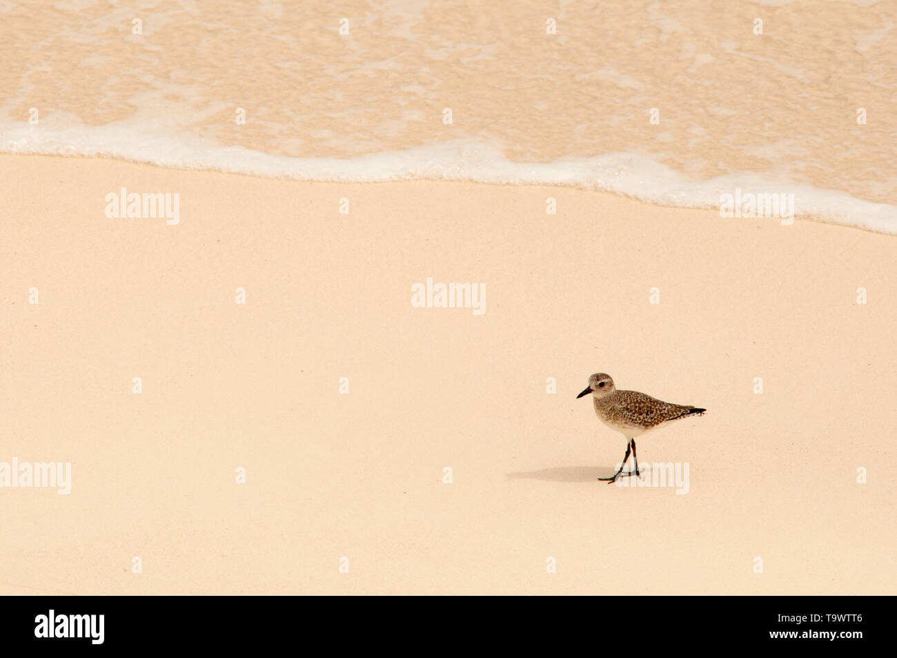 Ce Grey Plover (Pluvialis squatarola) était à la recherche de nourriture sur le rivage de la plage dans la réserve de Sian Ka'an au Mexique. Il a été un brillant morni ensoleillée Banque D'Images