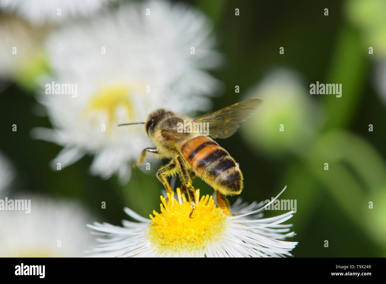 Une abeille en vol d'un fleur Daisy il avait juste fini la pollinisation. Photo taken in Houston, TX. Banque D'Images