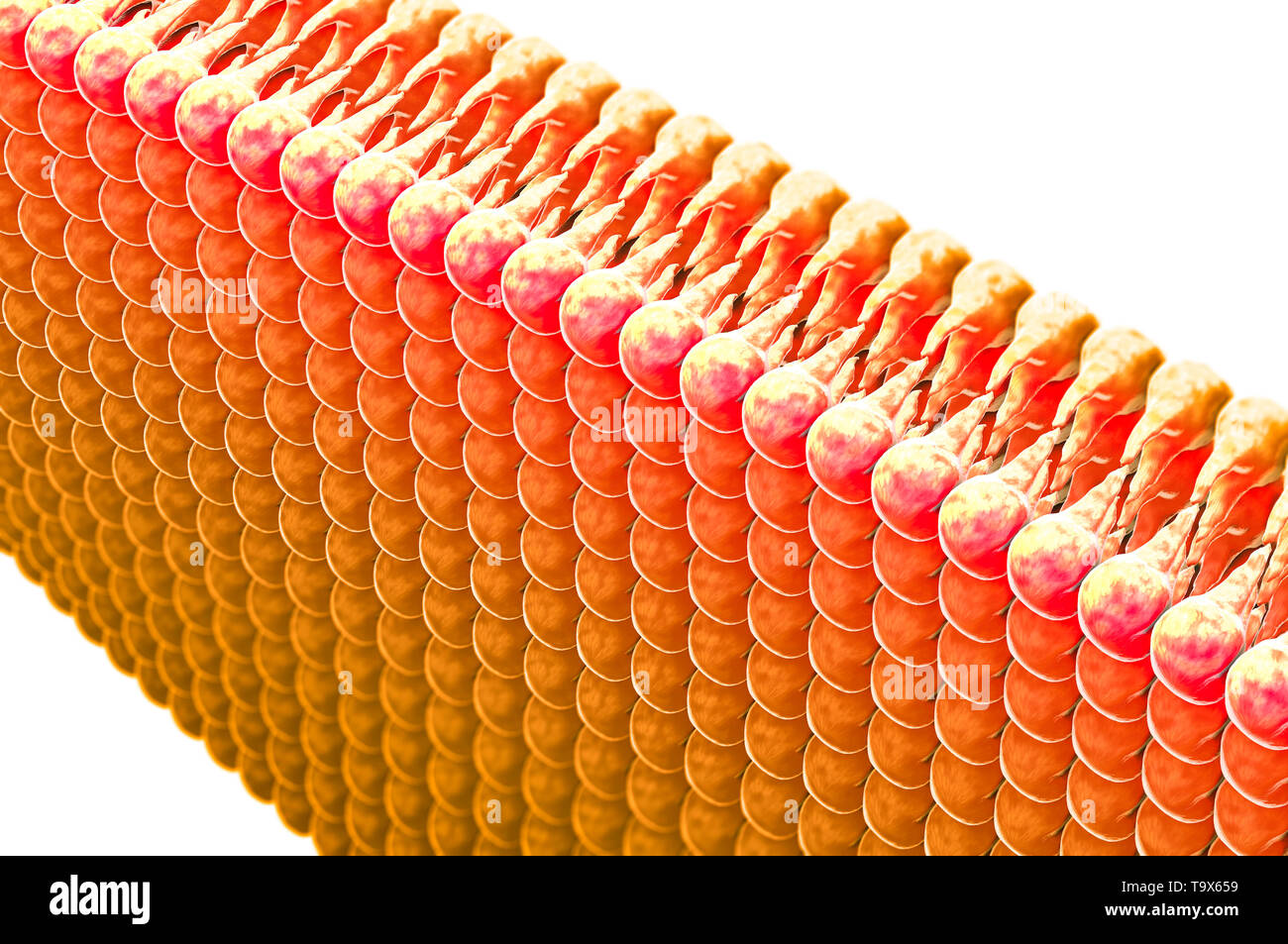 La formation des lipides, matières grasses dans le corps humain. Voir sous le microscope. 3D render Banque D'Images
