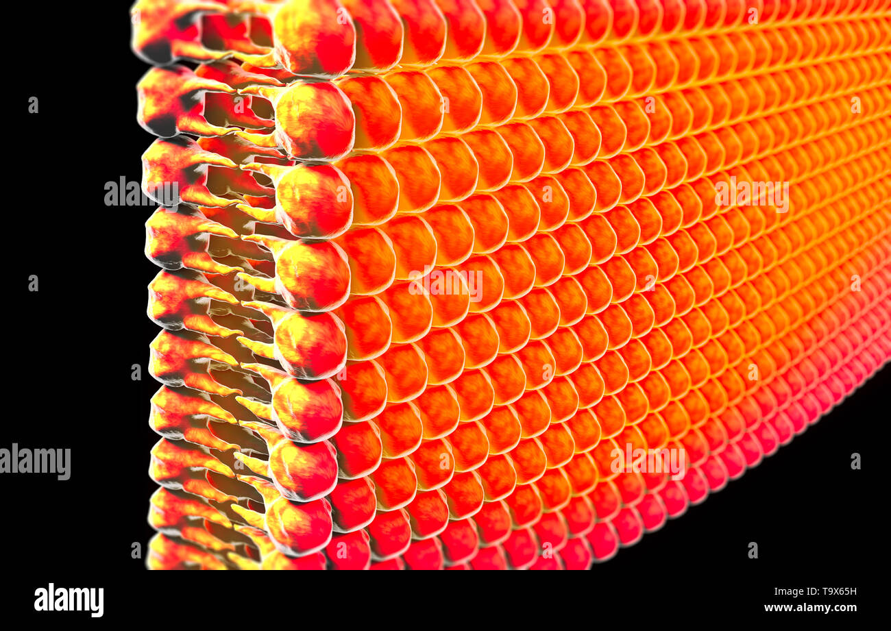 La formation des lipides, matières grasses dans le corps humain. Voir sous le microscope. 3D render Banque D'Images