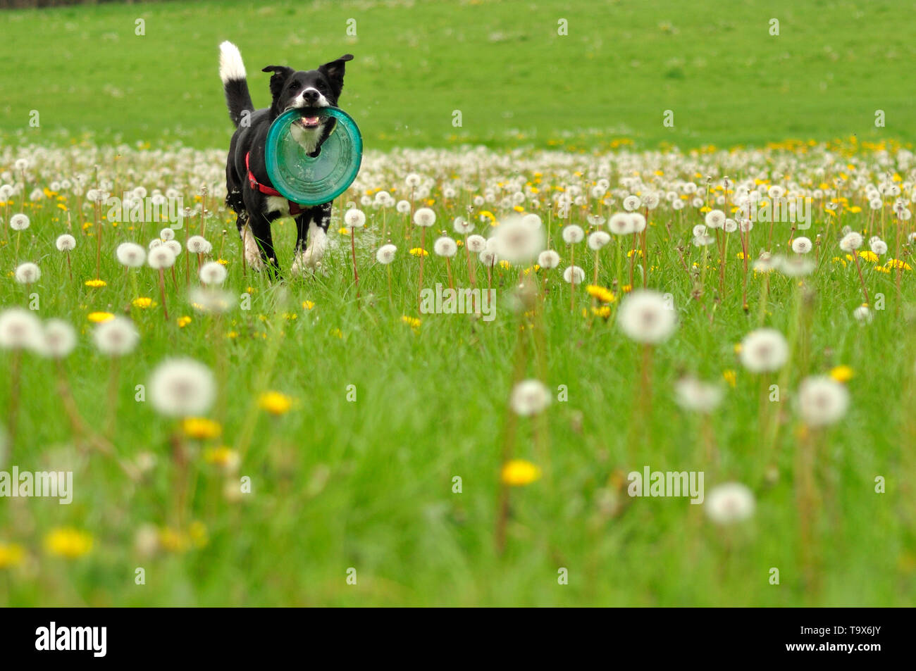 Un Border Collie cross traverse un champ de pissenlits avec un frisbee, dispersant les graines. Banque D'Images
