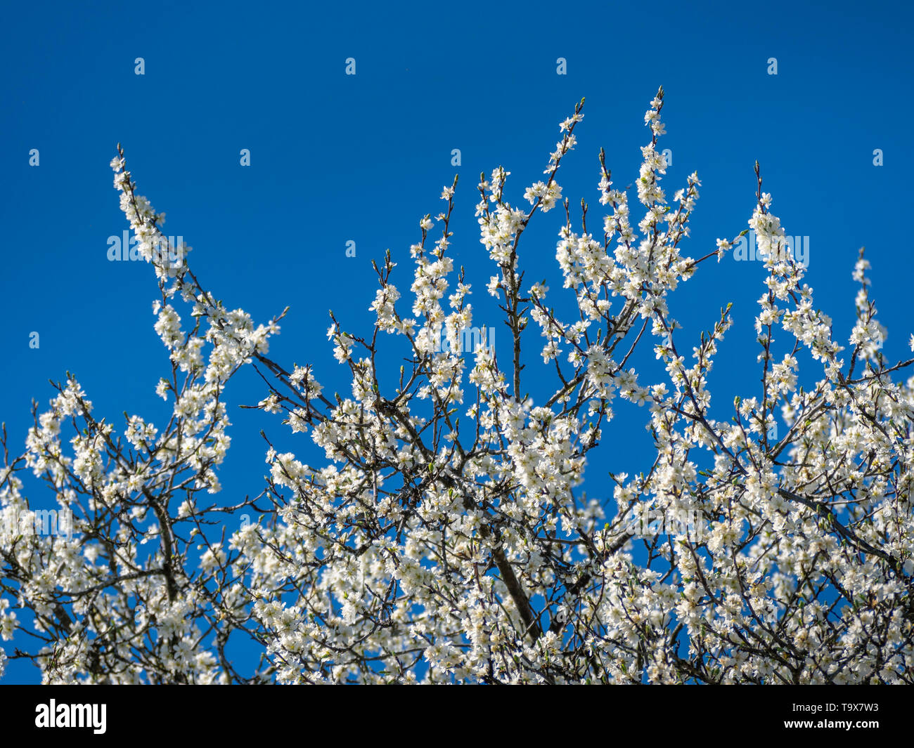 Floraison admirablement le prunier (Prunus domestica) avant de ciel bleu au printemps, Bavarois, Allemagne, Europe, Pflaumenbaum blühender Prächtig (Prunus d Banque D'Images