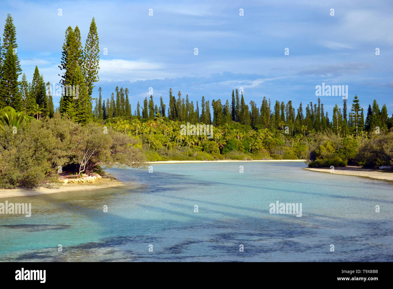 Pins cook endémique, Araucaria columnaris, piscine naturelle d'Oro Bay, île des Pins, Nouvelle Calédonie, du Pacifique Sud Banque D'Images
