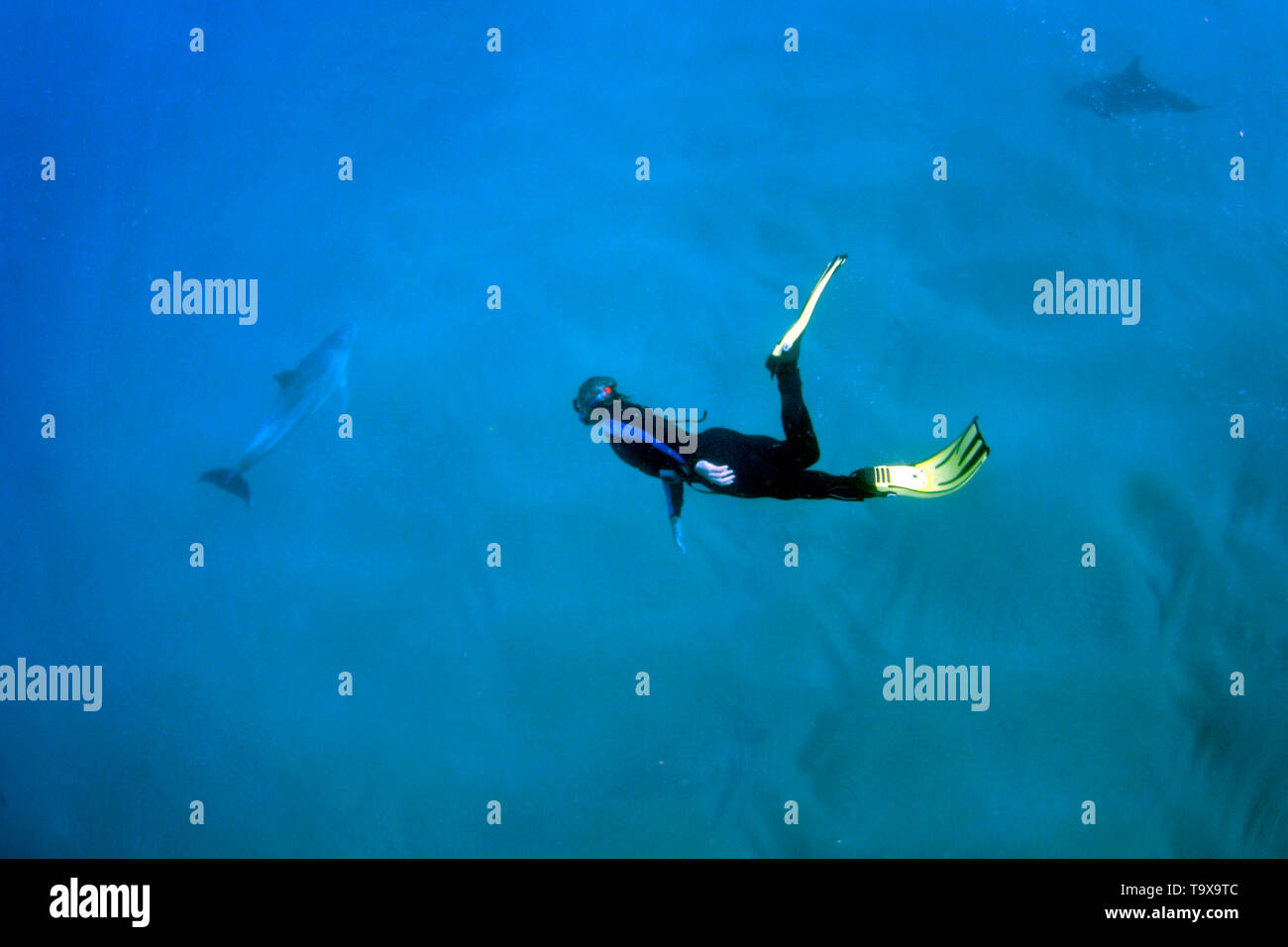 Snorkeler observe les grands dauphins, Tursiops tronque, Coffee Bay, Eastern Cape, Afrique du Sud Banque D'Images