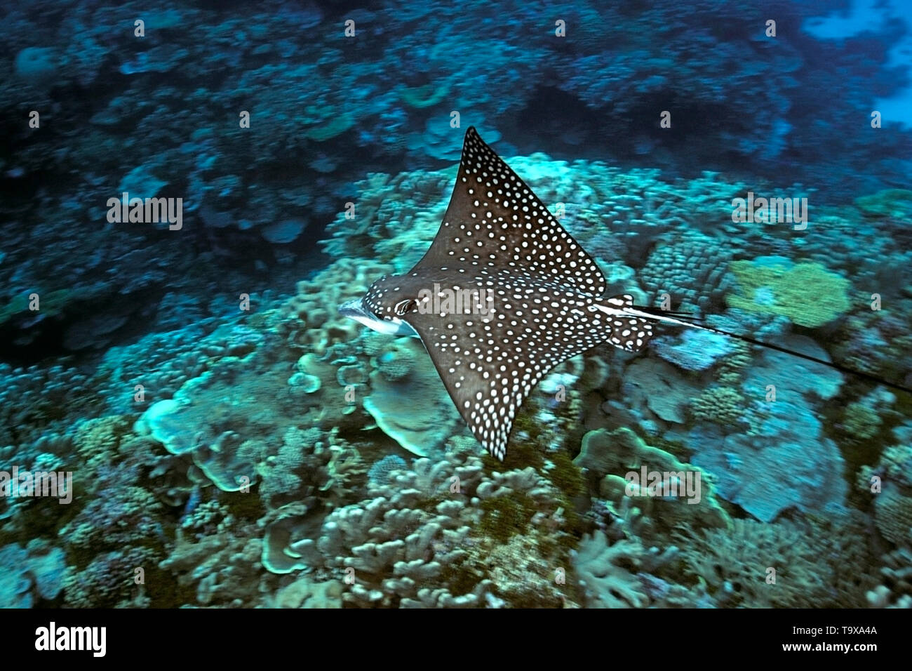 Spotted Eagle Ray, Aetobatus narinari, Rongelap, Îles Marshall, Micronésie Banque D'Images