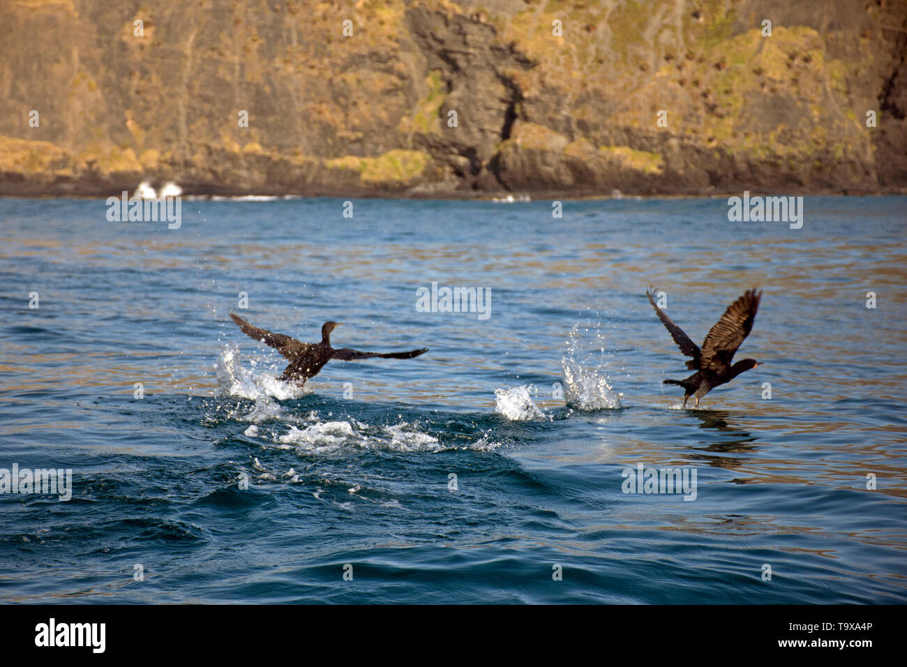 Les cormorans, Phalacrocorax capensis Cape, voler près de la côte dans Coffee Bay, Eastern Cape, Afrique du Sud de la Côte Sauvage Banque D'Images