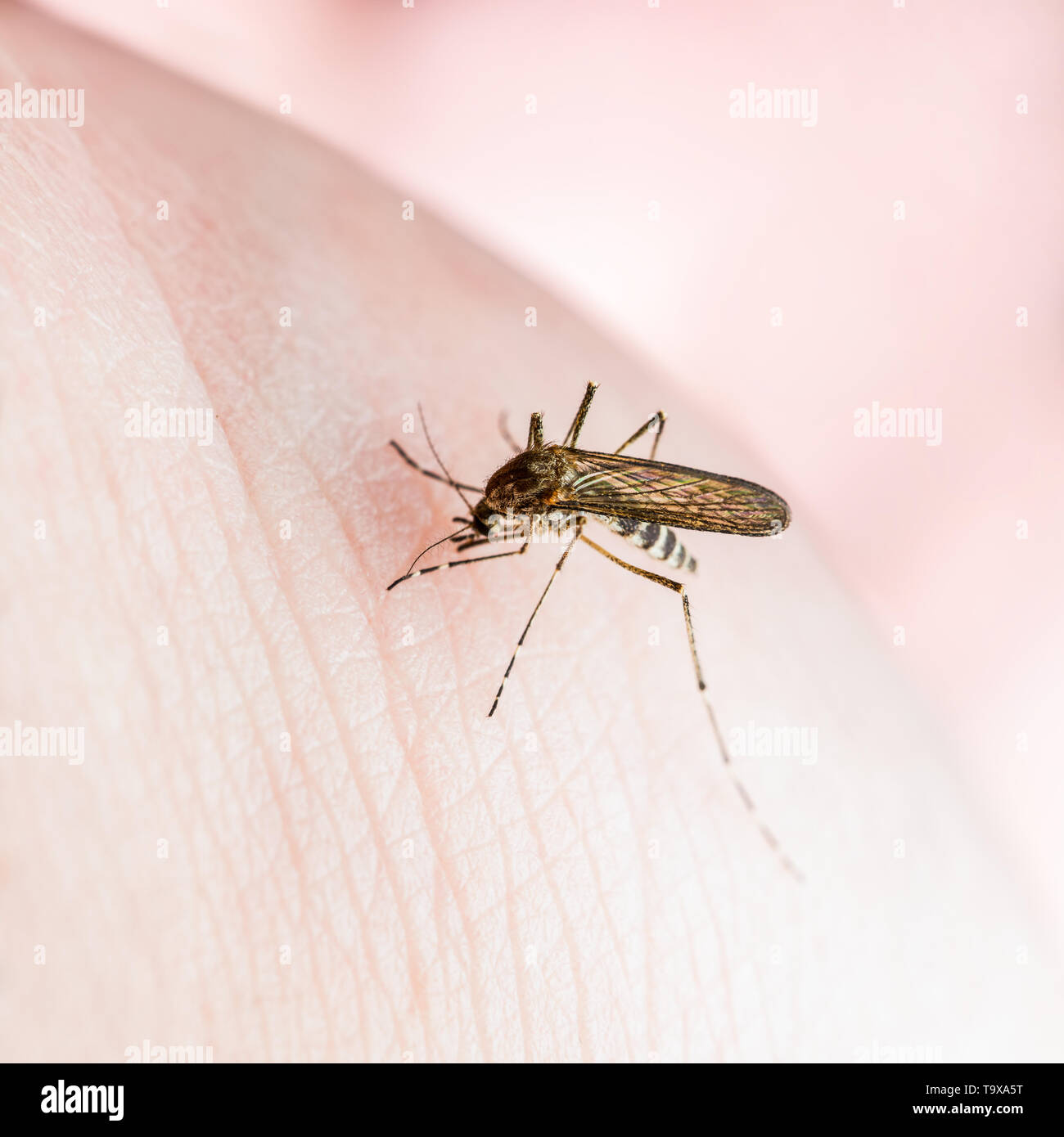 La fièvre jaune, le paludisme ou le virus Zika Moustique insecte Macro Banque D'Images