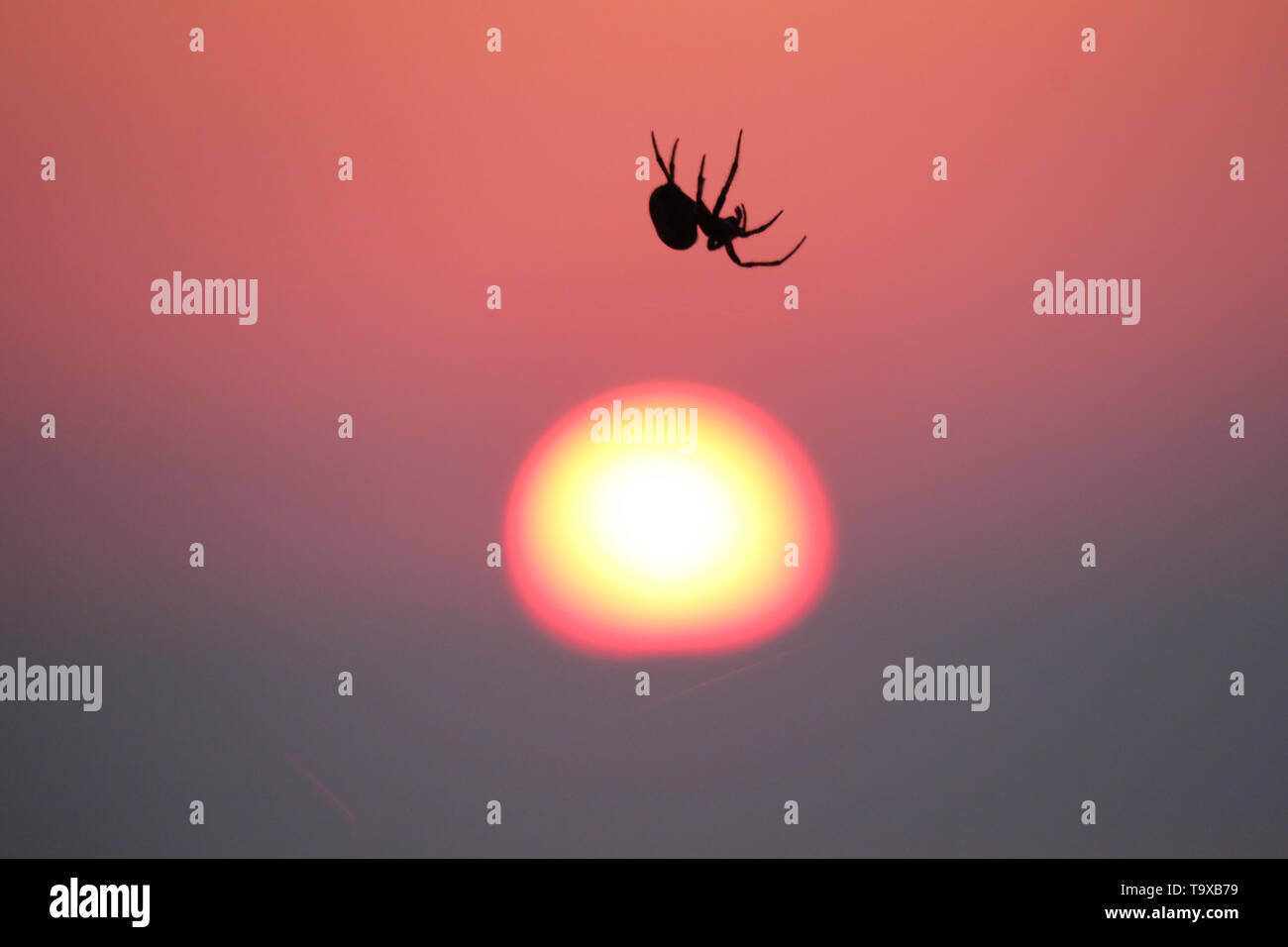 Araignée au lever du soleil. Une araignée se bloque à partir de web c'est comme le soleil se lève au début d'un autre été chaud 24. Banque D'Images
