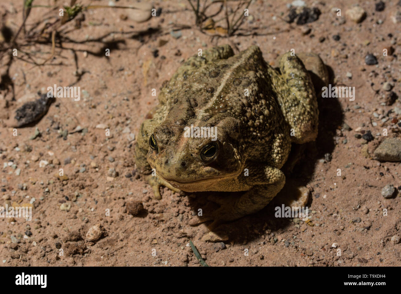 Rocky Mountain (Toad Anaxyrus woodhousii. w) à partir de San Juan County, Utah, USA. Banque D'Images