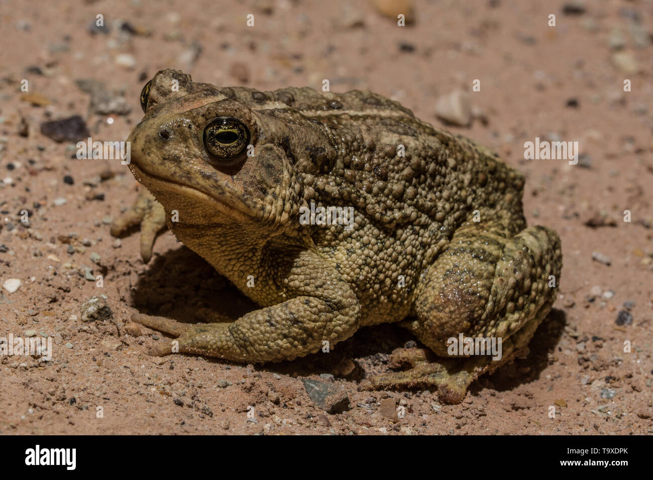 Rocky Mountain (Toad Anaxyrus woodhousii. w) à partir de San Juan County, Utah, USA. Banque D'Images