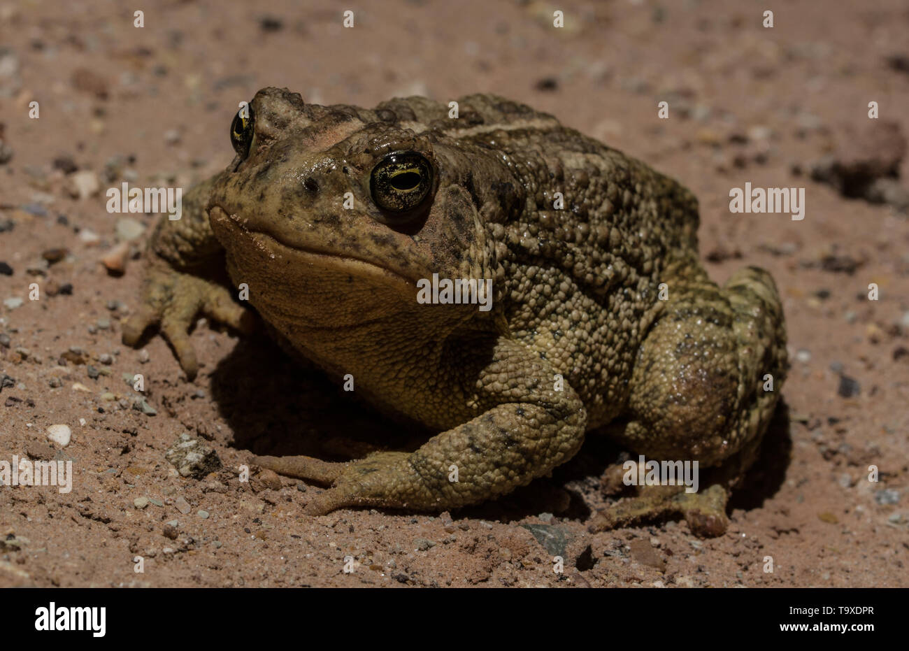 Rocky Mountain (Toad Anaxyrus woodhousii. w) à partir de San Juan County, Utah, USA. Banque D'Images