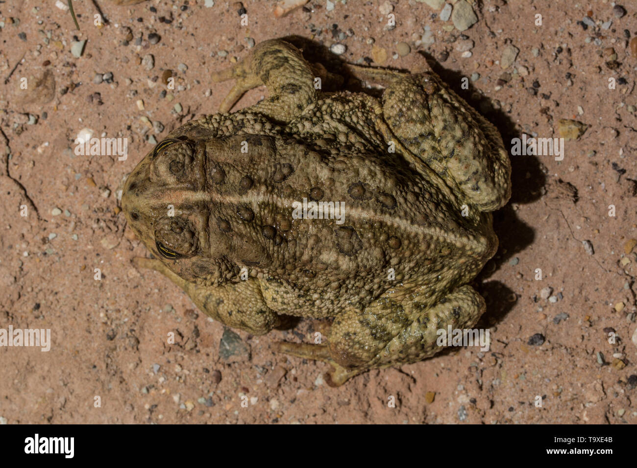 Rocky Mountain (Toad Anaxyrus woodhousii. w) à partir de San Juan County, Utah, USA. Banque D'Images