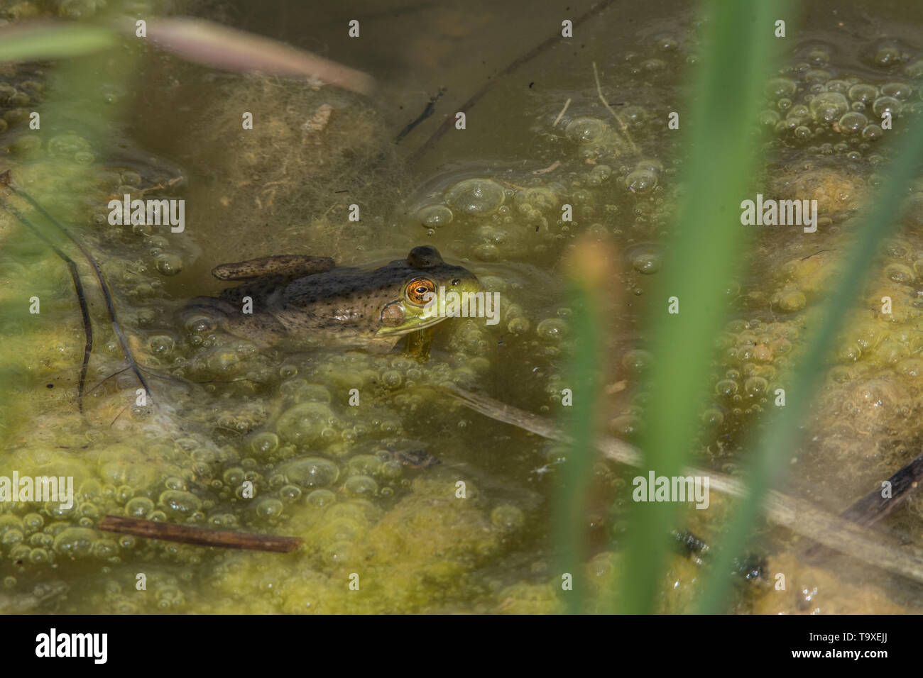 (Lithobates catesbeianus grenouille taureau américain) de Broomfield County, Colorado, USA. Banque D'Images