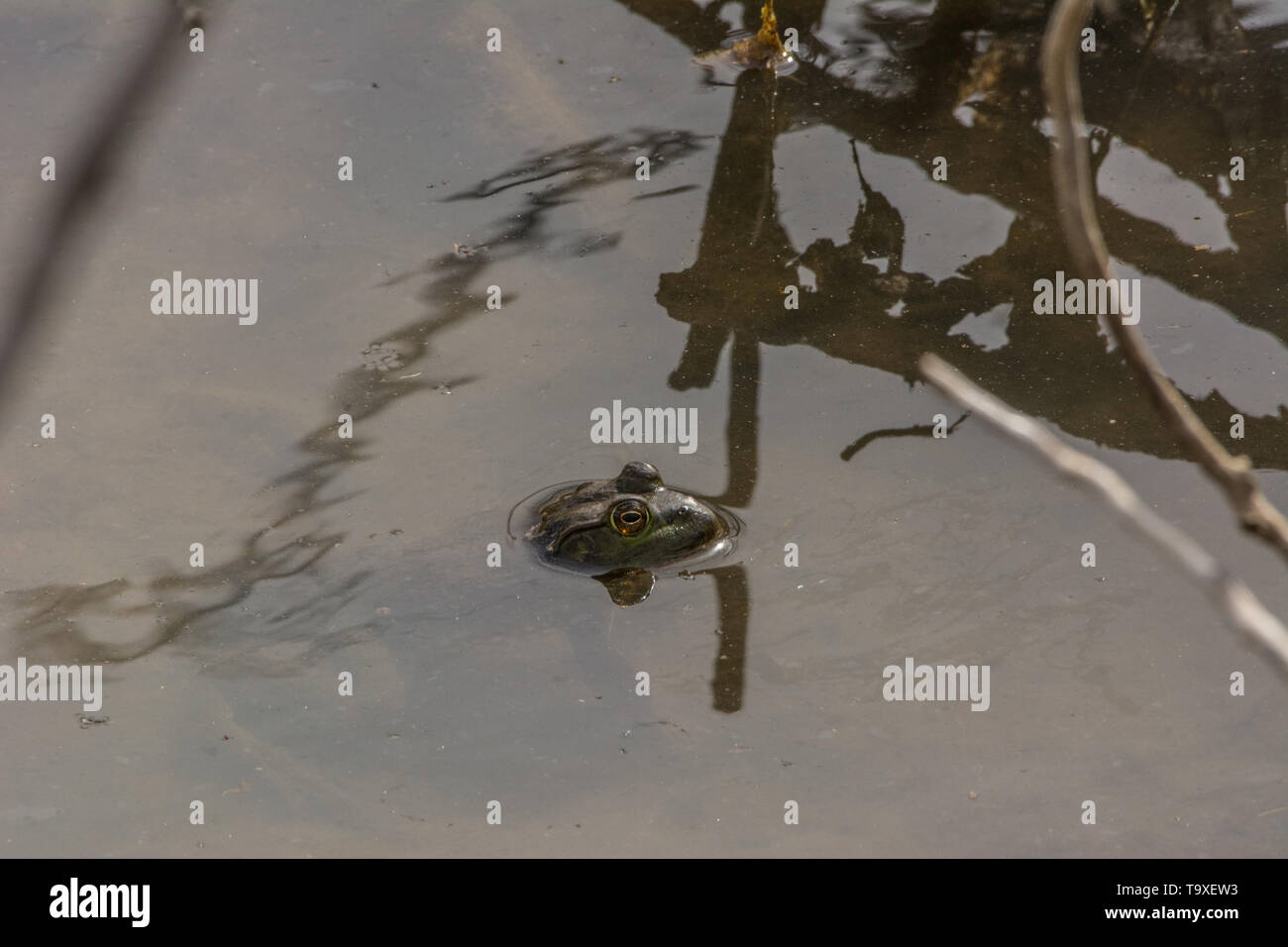 (Lithobates catesbeianus grenouille taureau américain) de Broomfield County, Colorado, USA. Banque D'Images
